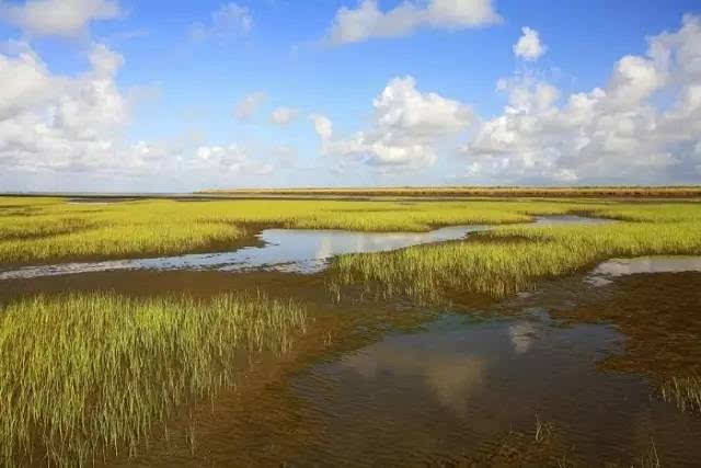 庙港沙 这些有泥沙沉积成的岛屿 均匀的分布在这片海域 九段沙