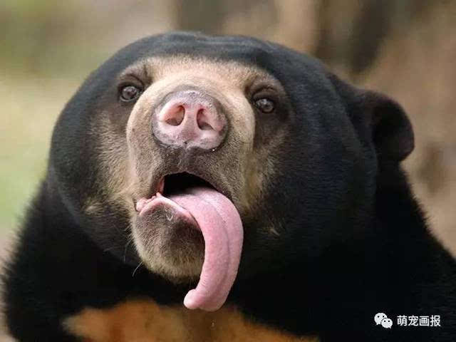 舌头"太"长的熊熊们,看起来感觉怪怪的
