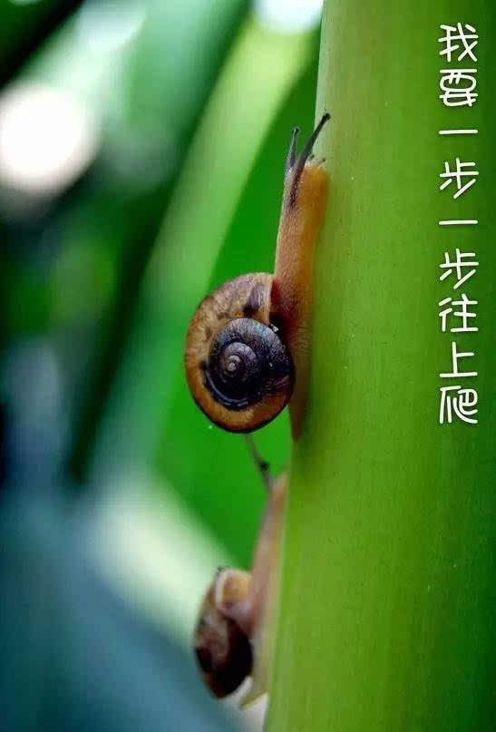 【习秀教育|趣味数学】推理题:蜗牛爬树,你会算吗?
