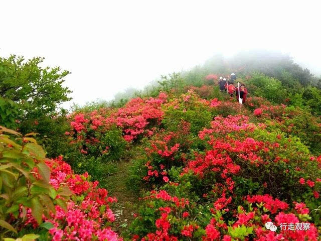 杜鹃花又名映山红.