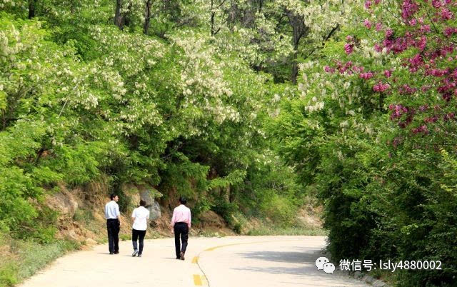 2017鲁山槐花节即将开幕!优惠活动强烈来袭!