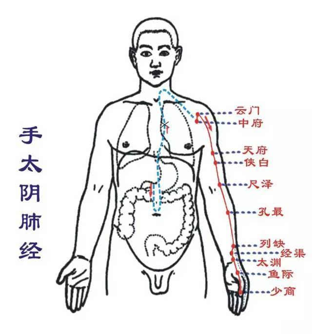 手太阴肺经,手阳明大肠经与健身气功