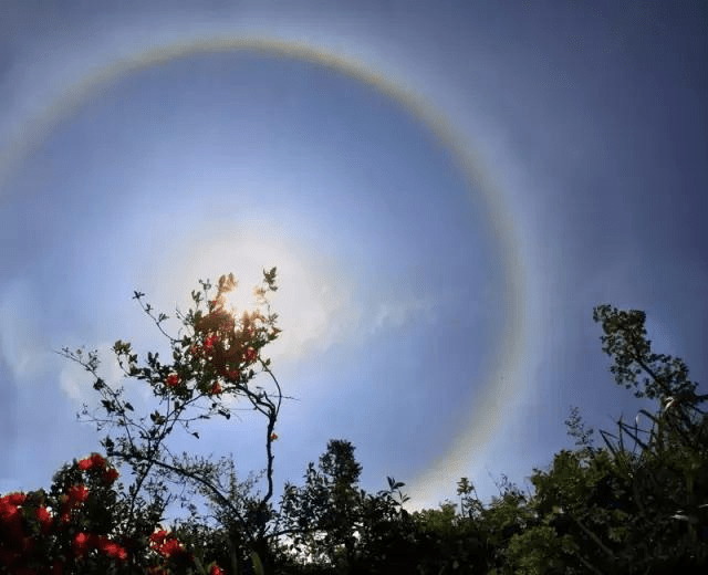 今日厦门太阳光晕奇景,动物深情对望