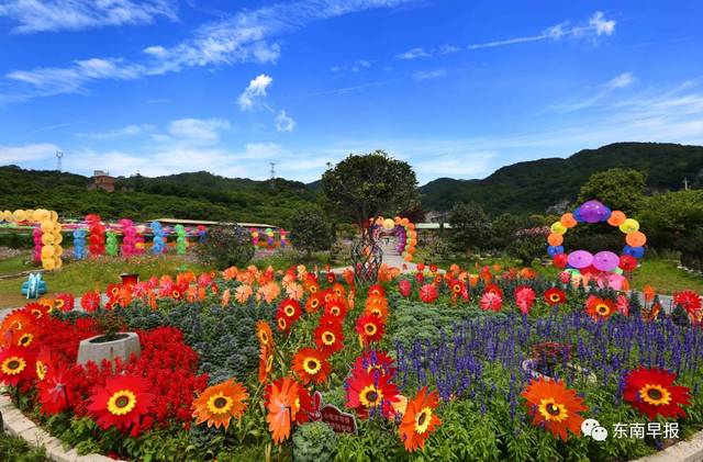 除了油纸伞,欣赏格桑花花海 你还可以 ▼ 风车游乐园,体验童趣