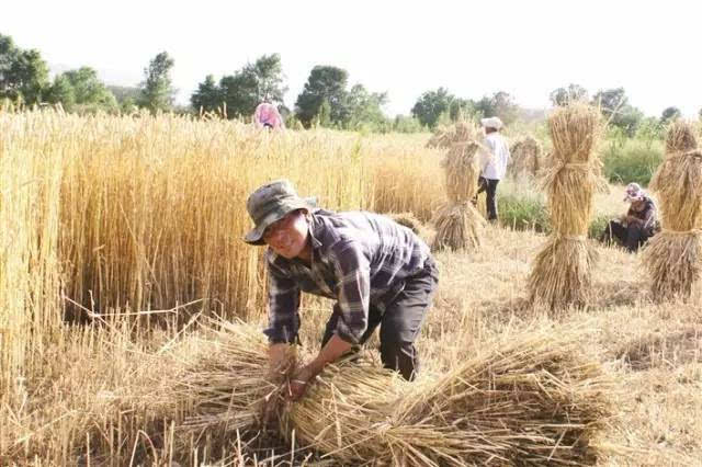 眼看就要收麦了,大荔娃你还记得那些年麦草垛里的时光