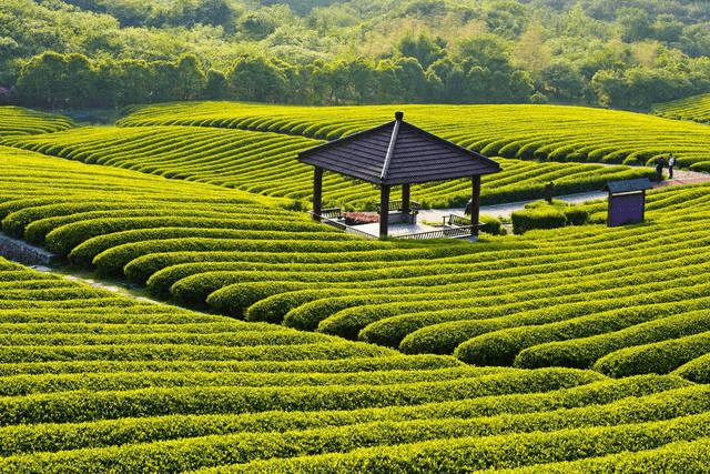 在茶园里骑自行车品茶是一种怎么样的体验-旅游频道-手机搜狐