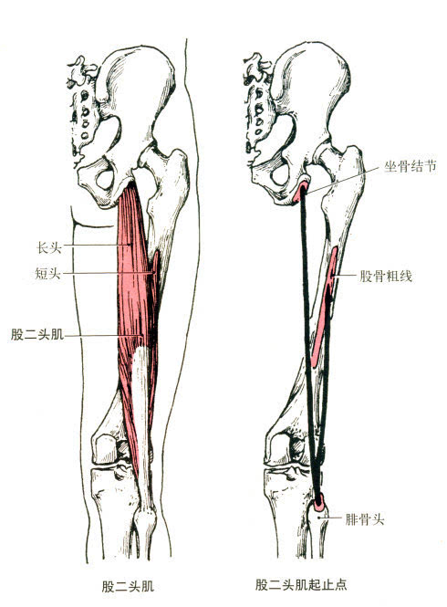 人体肌肉解剖全集