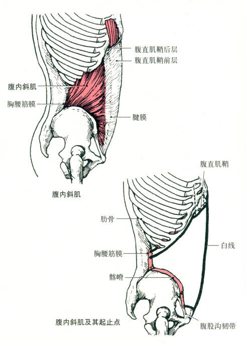 人体肌肉解剖全集