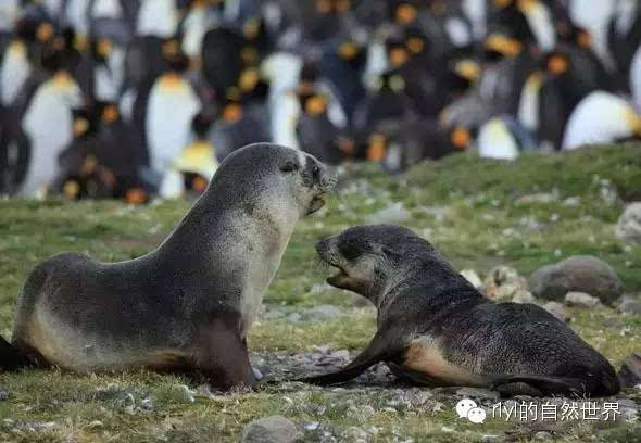 【rlyl物种说】今日--南极毛皮海狮(antarctic fur seal)