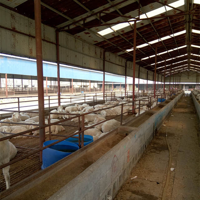 羊舍怎么建造 养50只羊需要多大的圈舍 种羊养殖场