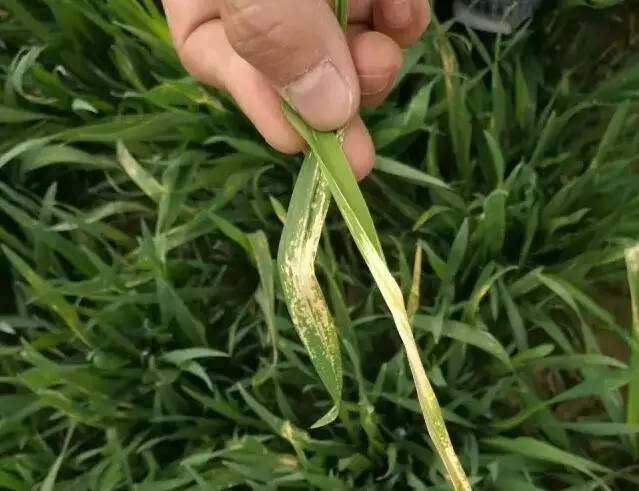 【农技】小麦叶尖发黄(干尖)咋回事,对产量有什么影响