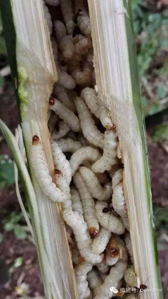 没有吃过这些山茅野菜,你就白来普洱了