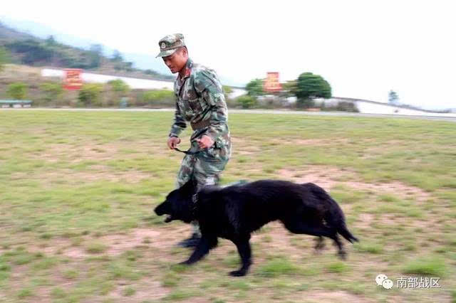 图为训犬员带警犬开展随行训练