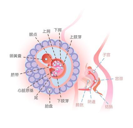 怀孕6周时胎儿大小真的还不到一厘米?