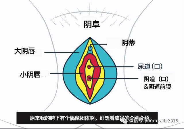 漫画|原来我的胯下有个偶像团体?女性私密处大揭密