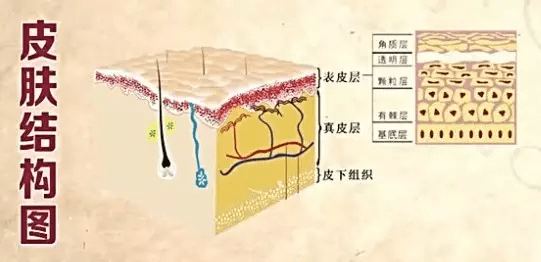 红血丝形成的原因有很多种 一般来说就是有棘层细胞受损 从而引起的红