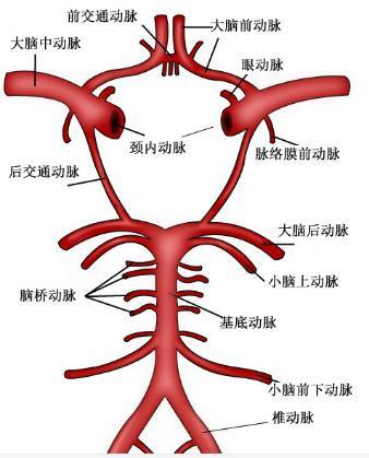 版主微信号:fsslong2 willis环(circle of willis,又被称为大脑动脉