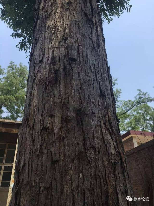 徐水某村出了一颗百年香椿树,小编惊呆了