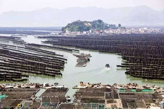 今年霞浦海带预产量18万吨,沿海乡镇10万多人增收!