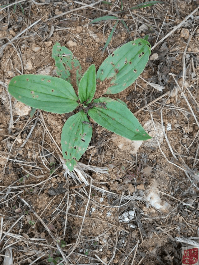 刺儿菜是农村田野里最常用的红伤药.