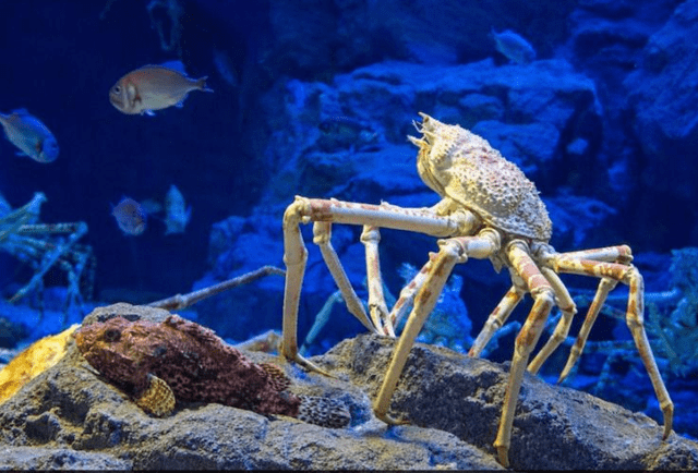 日本蜘蛛蟹是体型臭的节肢动物,这种动物中体型最大的可长到3.8米长.