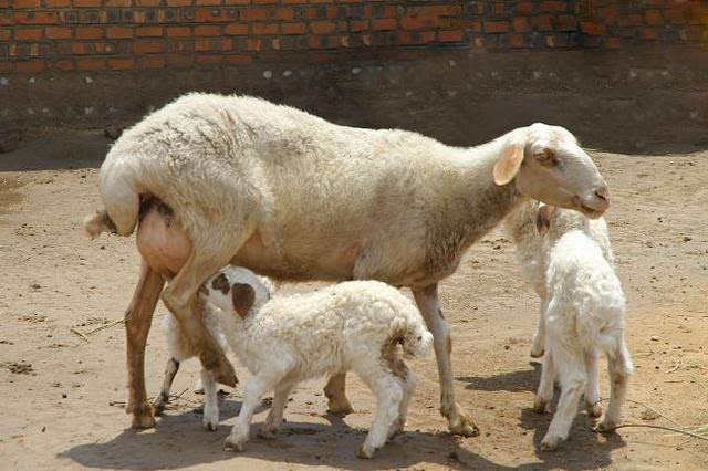 二,如何提高母羊多羔率 做好选种工作 产羔率与遗传密切相关,选种工作