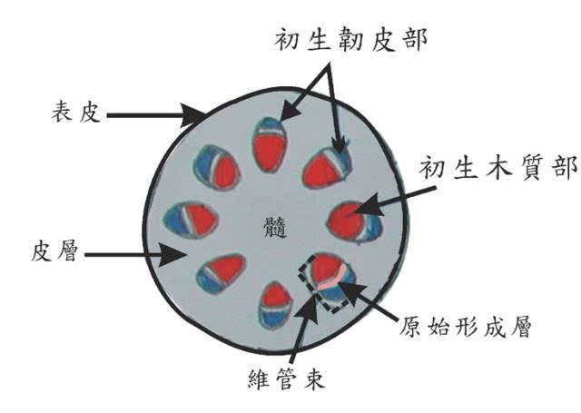 该模型不仅适用于中国维管植物,全球单子叶植物,欧洲蝴蝶和欧洲蜘蛛的