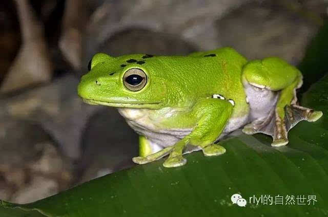 就爱绿蛤蟆——「大泛树蛙」饲养心得!-宠物频道-手机搜狐