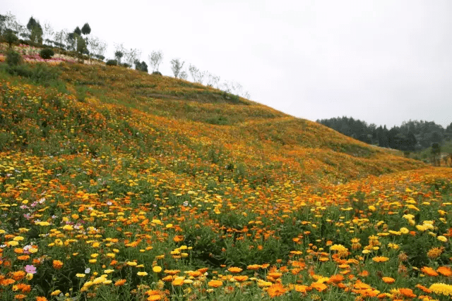 贵州这个地方的百合花开了 漫山遍野的菊花也开了~ (一大波美图来袭