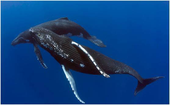 鲸类的胎儿的成长速度简直堪称哪吒:例如蓝鲸(blue whales)的胎儿在