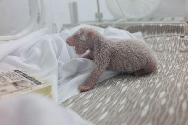 刚出生的大熊猫的生长速度非常快,5天左右就有毛茸茸的白色乳毛长出
