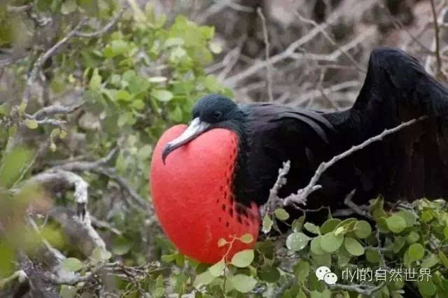 这些"怪鸟"你认识几个?