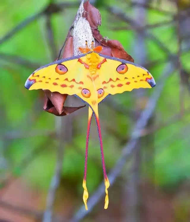 马达加斯加拥有世界上最大的蝴蝶,展开鲜艳的大翅膀,尤其是上面的"大