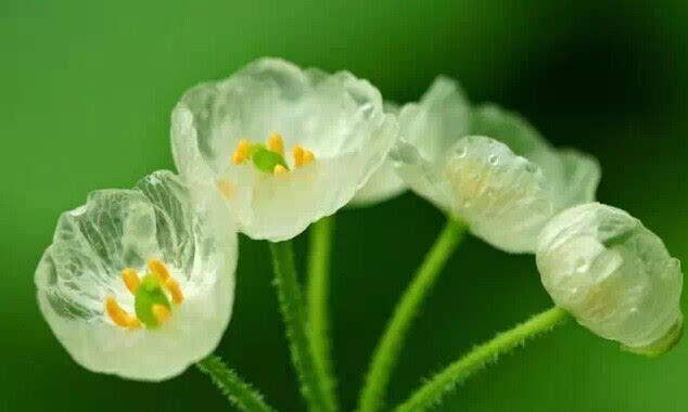 冰莲,淋雨后会变透明的花~美极了!