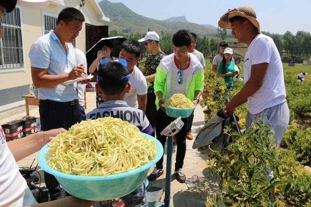 今天好多人聚在这里免费采摘金银花,场面火爆!