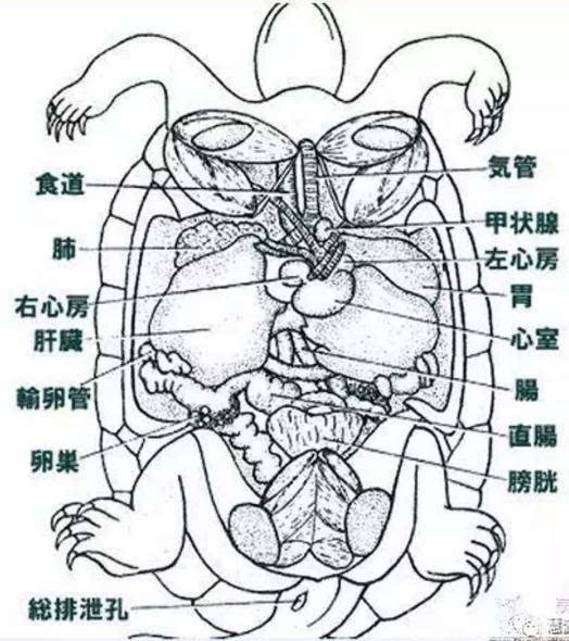 鱼,虾,蟹,小龙虾及鳖解剖图收藏贴