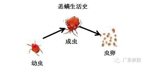 多名洲瑞村民中招!恙虫病为什么这么可怕?