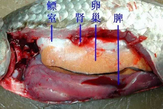 鱼,虾,蟹,小龙虾及鳖解剖图收藏贴