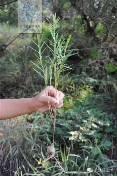 【涨知识】端午节常见的草药和草药浴功效,其中有一种