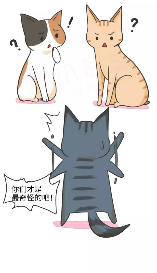 为啥这个猫没尾巴?