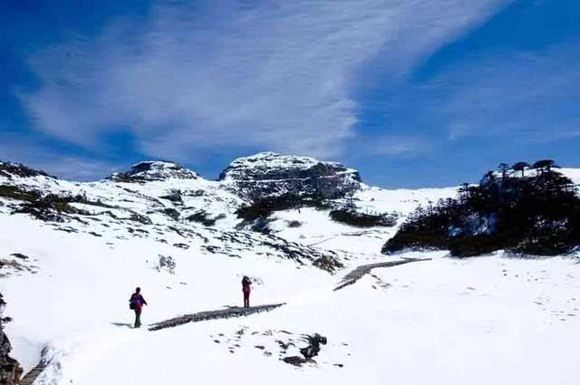 四五月去轿子雪山 你会看到杜鹃花与雪山融为一体