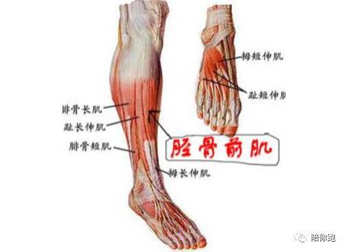 当这块肌肉损伤时,会引起脚踝前外侧,脚趾背部以及靠近中间三个脚趾趾