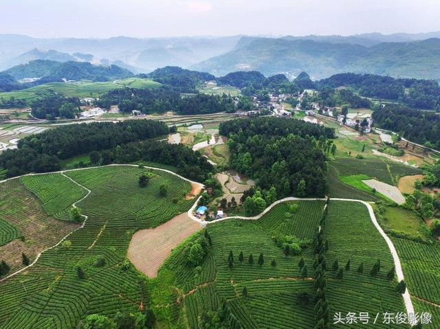 笔者在该县禾丰乡马头村百花山看见5000亩硒茶园