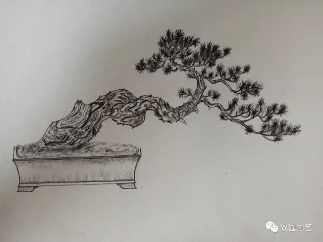 素描盆栽(盆景)的绘画教程