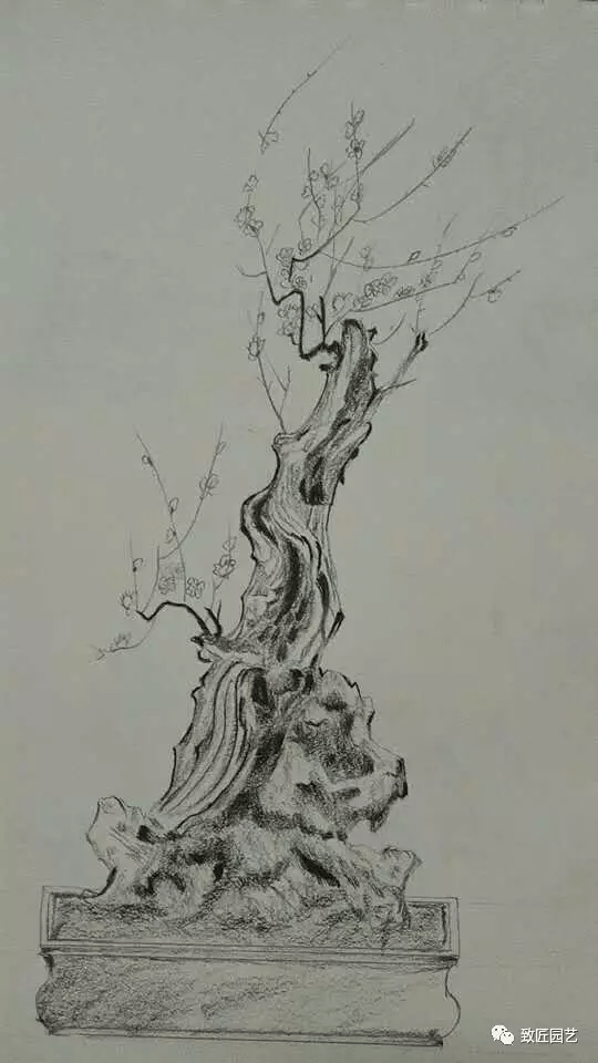 素描盆栽(盆景)的绘画教程