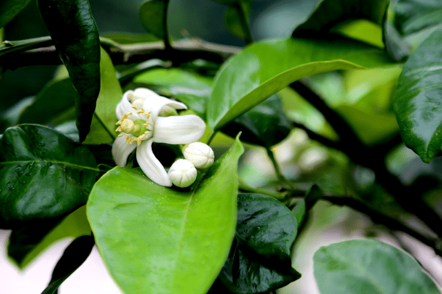 稀奇:六月柚子树又开花 现花果同树现象