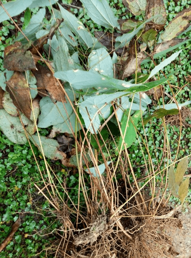 小时候在山上摘来吃的一种花,居然能补肾壮阳