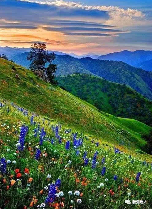 早上好,一首草原天籁《美丽的草原我的家》,最美的歌声送给每个人!