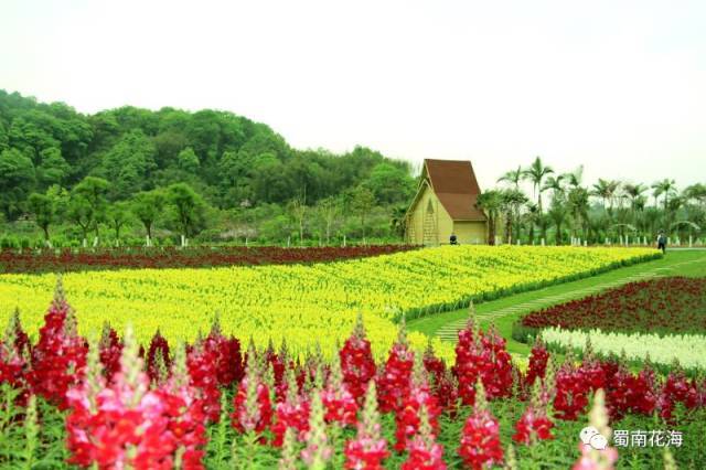 "长宁蜀南花海景区"优惠惊爆价来袭,高县朋友绝对不能错过的花海盛宴!