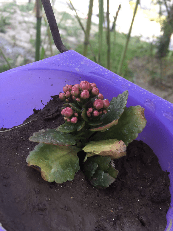 这个季节长寿花黑腐黄叶可咋办啊?